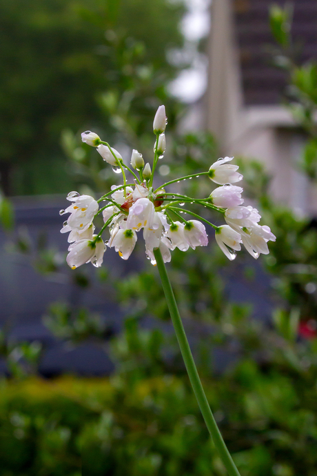 Bloem na regenbui. 