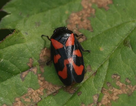 Insect!