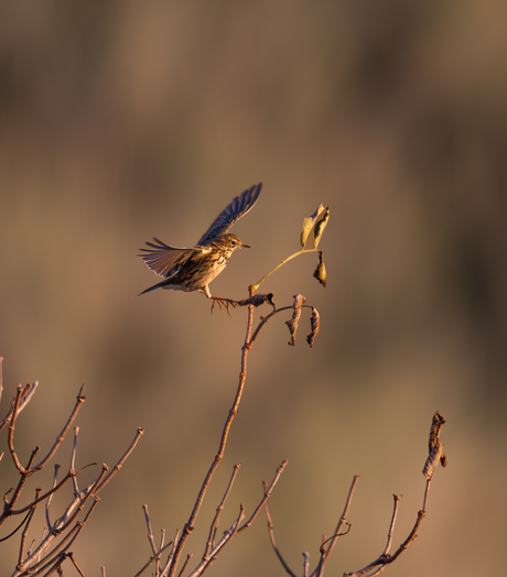 De landing is ingezet.
