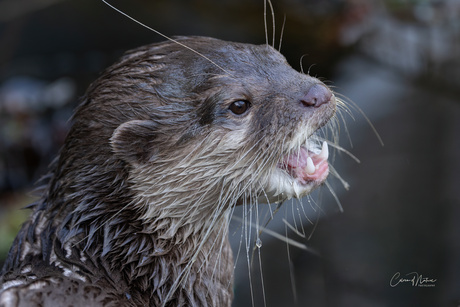 Aziatische klein klauw otter 