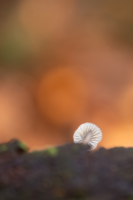 van de beste kant laten zien