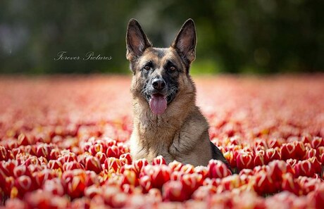 Omringd door tulpen