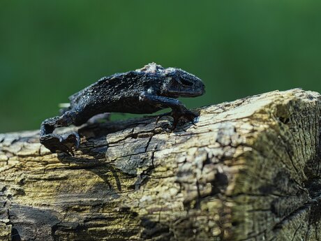Bruine kikker (overleden)
