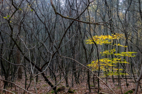 Last colors of autumn.....