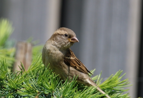Vogels in de tuin