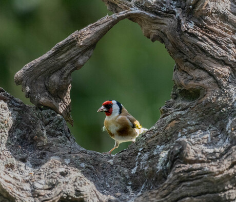 Putter c.q Distelvink