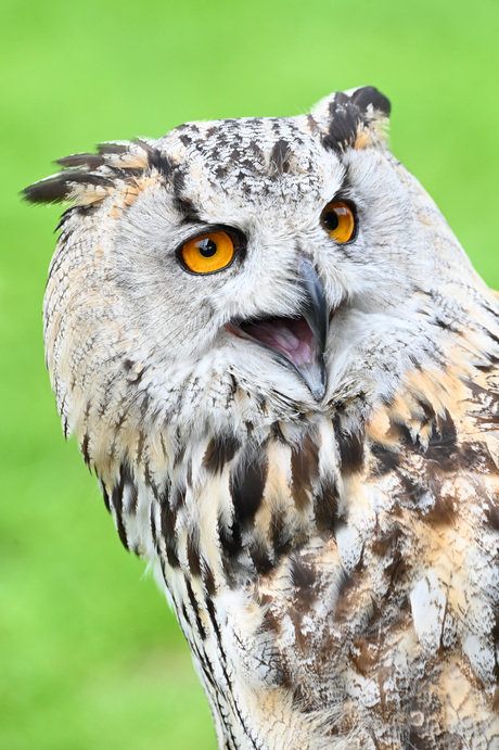 Siberische oehoe