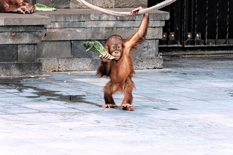 Kleine Orang -oetan .