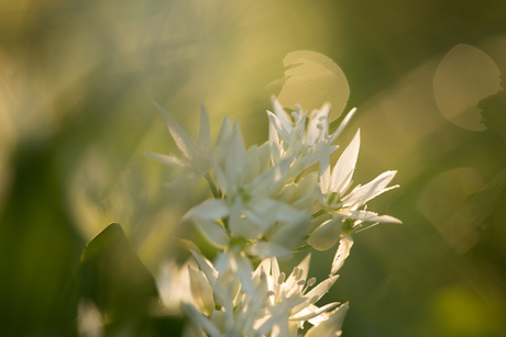 Verlangen naar het Voorjaar