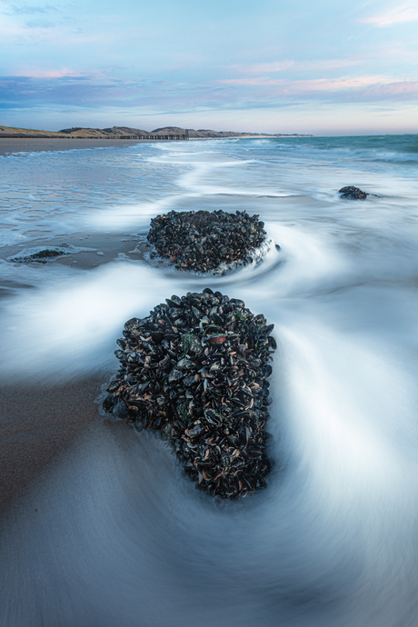 Mosselen op stenen langs de zee