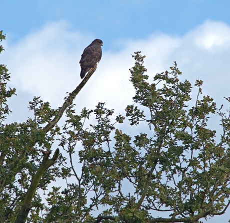 buizerd