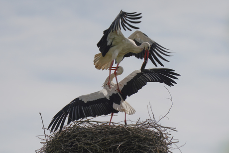 Hommeles op het ooievaarsnest