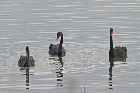 Zwarte Zwanen.