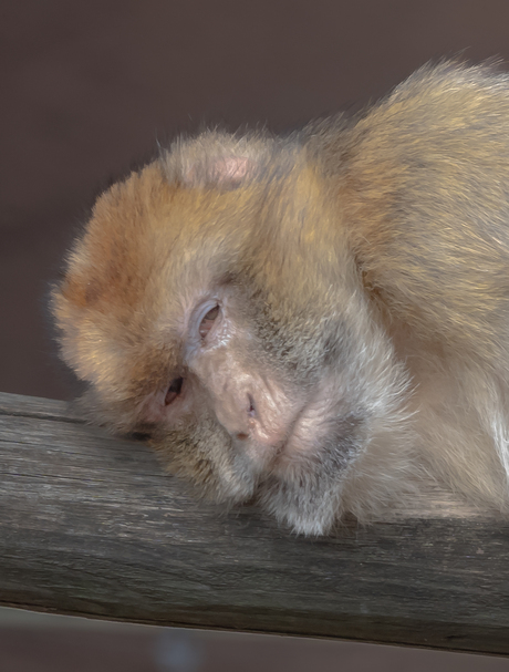 Ben zo moe  van het vlooien
