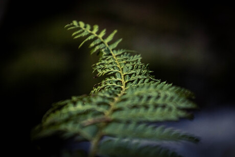Fern Focus