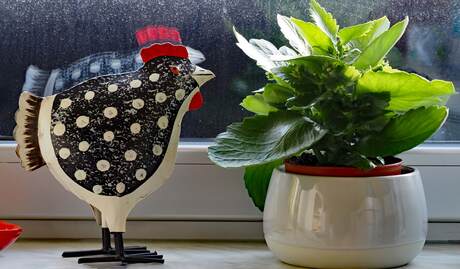 chicken on the windowsill