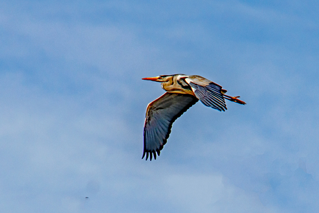 vliegende blauwe reiger