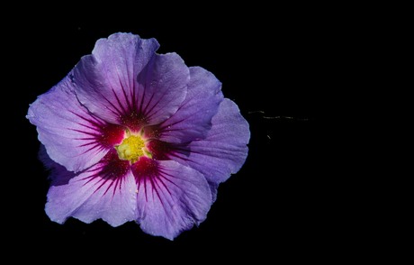 Hibiscus bloem