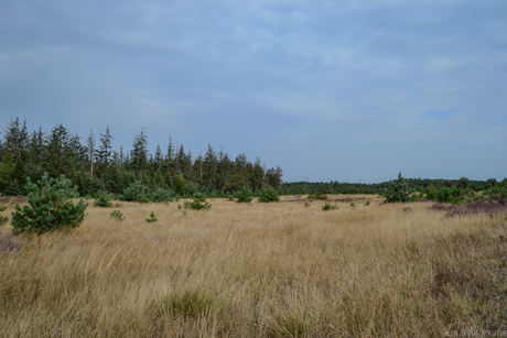 Kale Duinen 