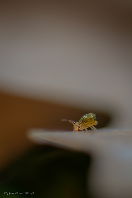 Oeiiii dat is wel erg hoog...