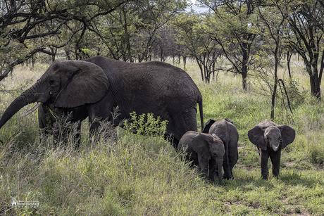 Serengeti