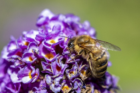 Honingbij in eigen tuin