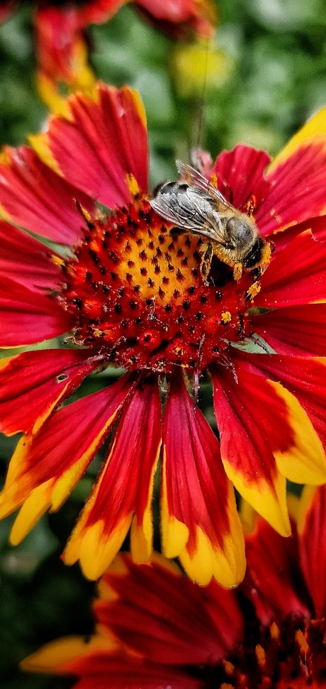 Bij op bloem
