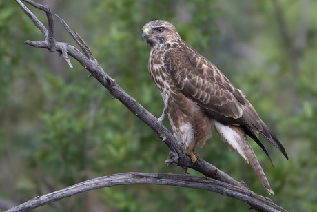  Jakhals Buizerd juv. 