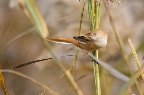 baardmannetje (vrouwtje)