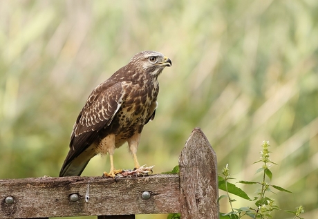 Buizerd