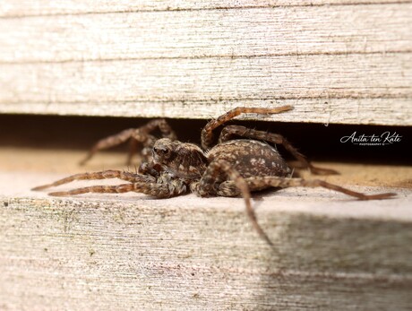 Oog in oog met een wolfspin