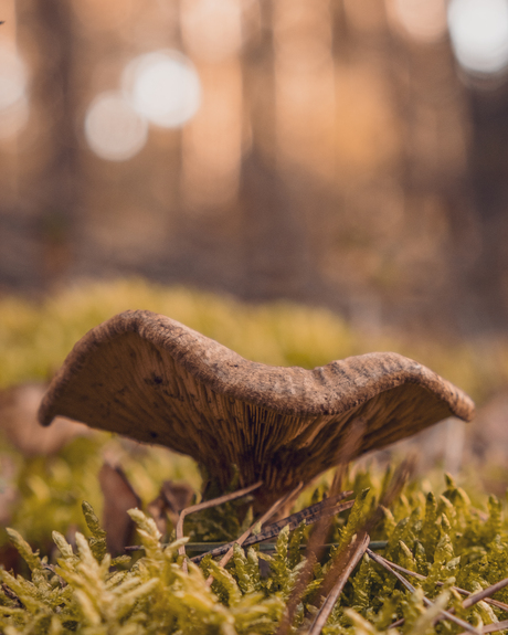 Paddenstoel heidebos