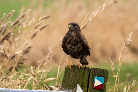 Buizerd.