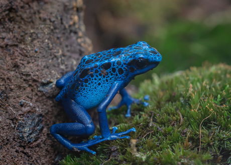 Blauwe giftige kikker.