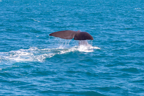 Potvis duikt de diepte in