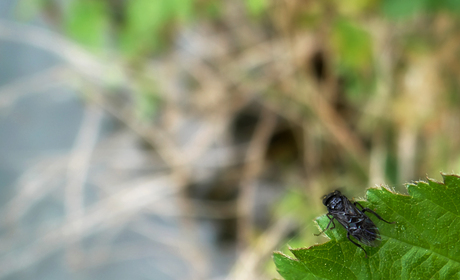 Kijk met de vlieg mee over het blad.