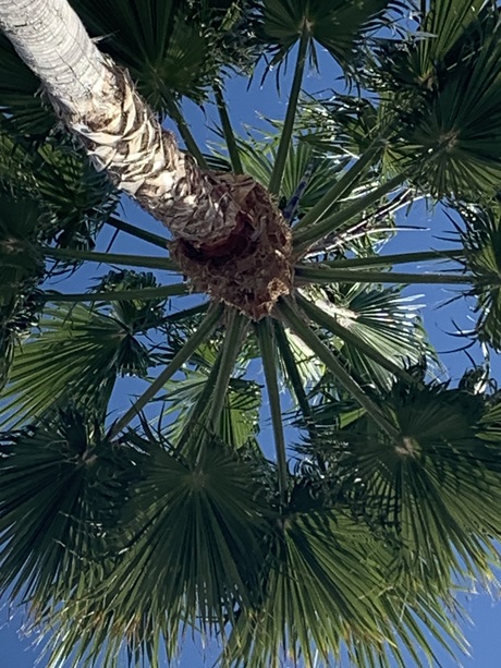 Palmboom vanuit ander perspectief
