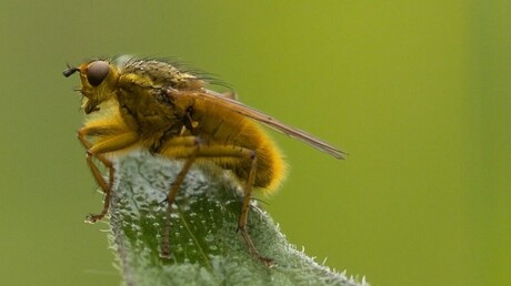 Insect