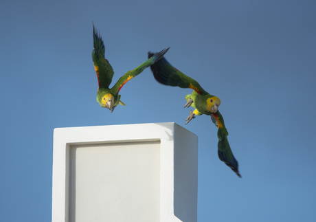 Twee papegaaien op én in de vlucht op Bonaire