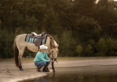 Quarter Horse in het gouden uur