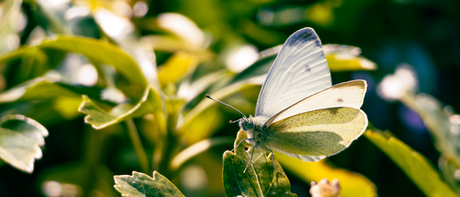 Koolwitje in het groen