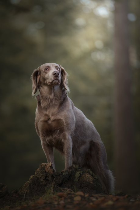 Langharige Weimaraner