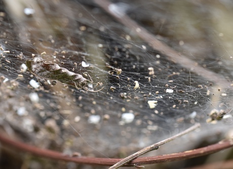 Spinneweb