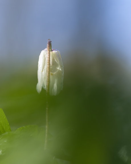 Ontluikende bosanemoon 