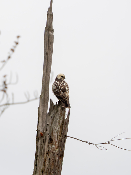 Buizerd of ruigpootbuizerd