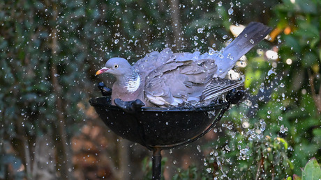 WATERDANS VAN DE BOSDUIF