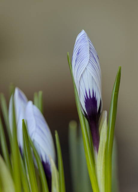 Voorjaar in aantocht