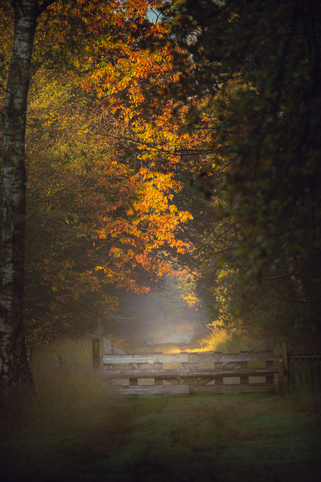 Autumn colors