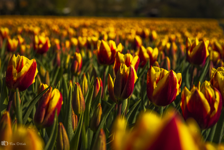 Oranje boven