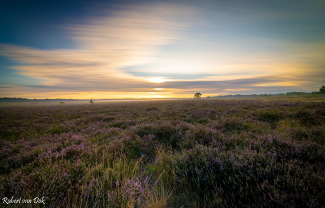 Zonsopkomst met de heide in bloei